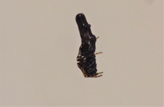 Cyclosa