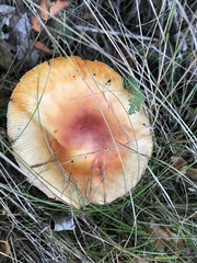 Amanita fulva