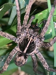 Tigrosa georgicola