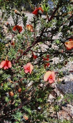 Gompholobium uncinatum