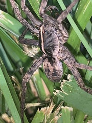 Tigrosa georgicola