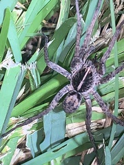Tigrosa georgicola