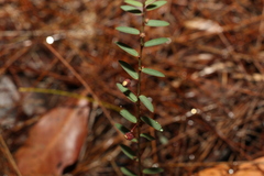 Phyllanthus virgatus