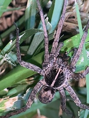 Tigrosa georgicola