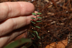 Phyllanthus virgatus