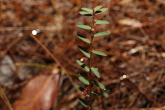 Phyllanthus virgatus
