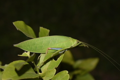 Zabalius ophthalmicus