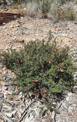 Gompholobium uncinatum