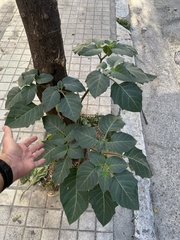 Datura innoxia