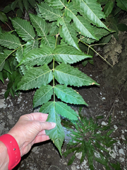 Ungnadia speciosa