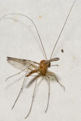 Macrocera phalerata
