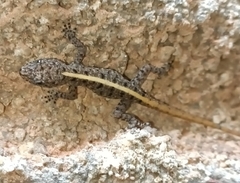 Cnemaspis mysoriensis