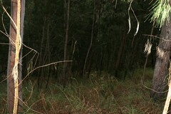 Allocasuarina torulosa
