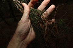 Allocasuarina torulosa