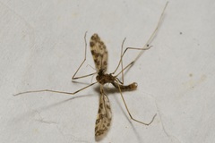 Ilisia maculata