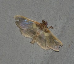 Apilocrocis brumalis