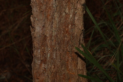 Allocasuarina torulosa