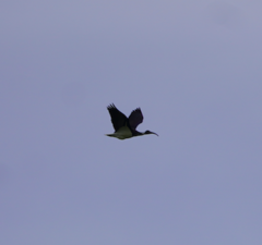 Threskiornis spinicollis