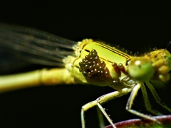 Hydrachnidia