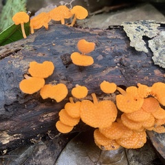 Favolaschia claudopus