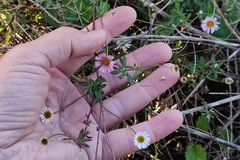 Erigeron karvinskianus