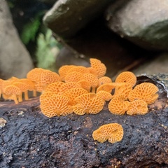 Favolaschia claudopus
