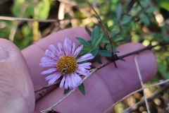 Erigeron karvinskianus