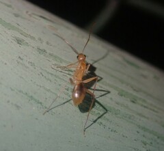 Camponotus maculatus