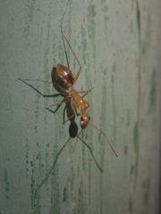 Camponotus maculatus