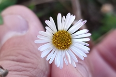 Erigeron karvinskianus