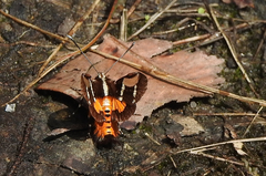 Hecatesia fenestrata