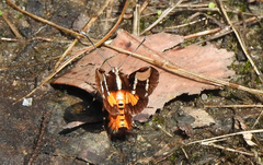 Hecatesia fenestrata