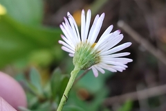 Erigeron karvinskianus