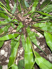 Paspalum langei