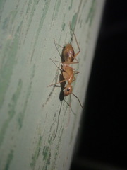 Camponotus maculatus