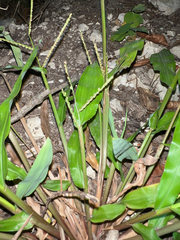 Paspalum langei