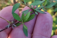 Erigeron karvinskianus