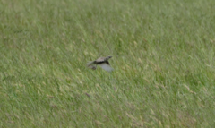 Cincloramphus cruralis