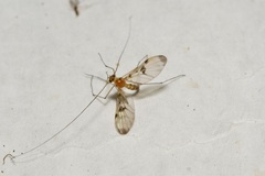 Macrocera phalerata