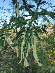 Vachellia nilotica