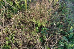 Erigeron karvinskianus