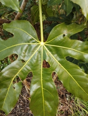 Fatsia japonica
