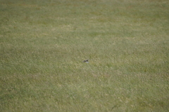 Cincloramphus cruralis