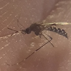 Aedes taeniorhynchus