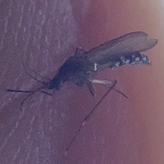 Aedes taeniorhynchus