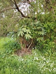 Fatsia japonica