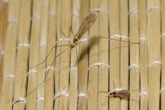 Gonomyia
