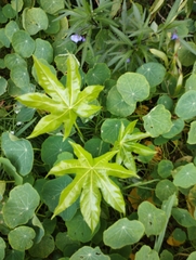 Fatsia japonica