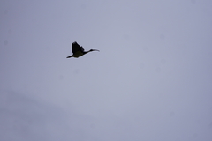 Threskiornis spinicollis