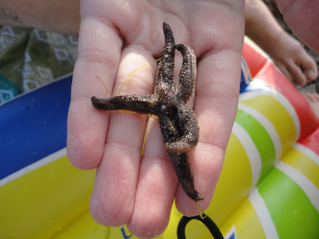 Lethasterias fusca